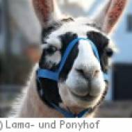 Kindergeburtstag auf dem Lama- und Ponyhof Langenbernsdorf Kindergeburtstag auf dem Lama- und Ponyhof Langenbernsdorf