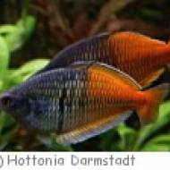 Aquarium Hottonia in Darmstadt