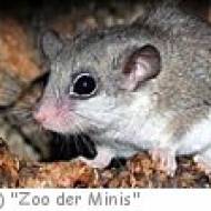 "Zoo der Minis" oder auch Tiergarten Aue