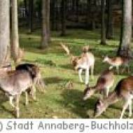 Tiergehege am Pöhlberg in Annaberg-Buchholz Tiergehege am Pöhlberg in Annaberg-Buchholz