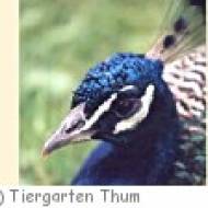 Tiergarten Thum Tiergarten Thum