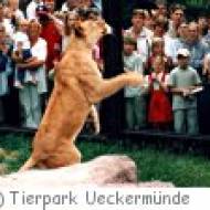 Ueckermünde Tierpark Tierpark Ueckermünde