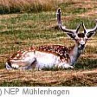 Mühlenhagen - Naturerlebnispark Naturerlebnispark Mühlenhagen