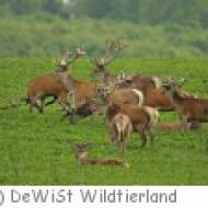 Wildtierland Klepelshagen Wildtierland Klepelshagen