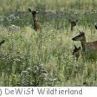 Wildtierland Klepelshagen Wanderung Wildtierland Klepelshagen