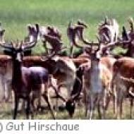 Gut Hirschaue in Birkholz Gut Hirschaue