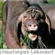 Haustierpark Lelkendorf Haustierpark Lelkendorf