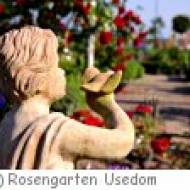 Rosengarten Usedom in Zinnowitz Rosengarten Usedom in Zinnowitz