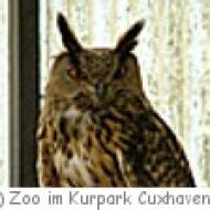Uhu im Zoo Cuxhaven Uhu im Zoo Cuxhaven