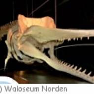 Walskelett im Waloseum Norden