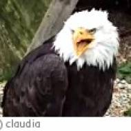 Weißkopf-Seeadler Weißkopf-Seeadler