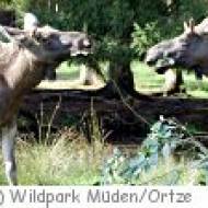 Der Wilpark in Müden/Örtze