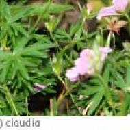 Schöne Natur CT Schöne Natur