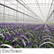 Emsflower