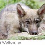 Wolfcenter Dörverden