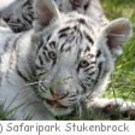 Weißer Tiger im Safaripark Stukenbrock