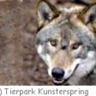 Tierpark Kunsterspring