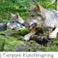 Tierpark Kunsterspring