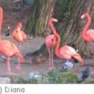 Vogelpark Irgenöd Vogelpark Irgenöd