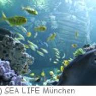 München Sea Life Kindergeburtstag Sea Life München