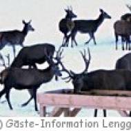 Wildfütterung Lenggries