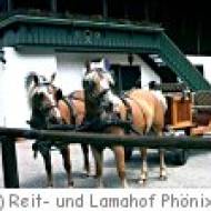 Kutschenfahrt auf dem Lamahof Phönix