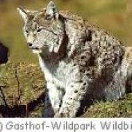 Wildpark Wildbichl Wildpark Wildbichl