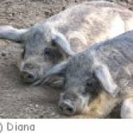 Wildpark Alte Fasanerie Wildpark Alte Fasanerie