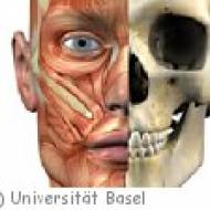 Anatomisches Museum der Universität Basel Anatomisches Museum der Universität Basel