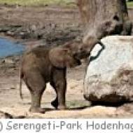 Serengeti Tierpark
