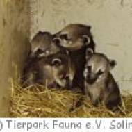 Tierpark Fauna Tierpark Fauna