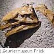 Sauriermuseum Frick