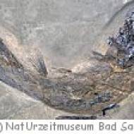 NatUrzeitmuseum Bad Sachsa NatUrzeitmuseum Bad Sachsa