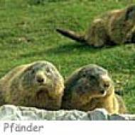 Alpenwildpark Pfänder ü Alpenwildpark Pfänder
