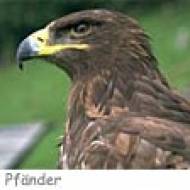 Adlerwarte Pfänder ü Adlerwarte Pfänder