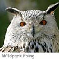 Wilpark Poing Greifvogel Flugschau