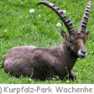 Kurpfalz-Park Wachenheim ü Wildpark im Kurpfalzpark Wachenheim