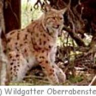 Wildpark Oberrabenstein ü Wildpark Oberrabenstein