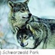 Schwarzwald Park Tiergehege ü Tiergehege im Schwarzwald Park