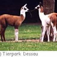 Tierpark Dessau ü Tierpark Dessau