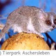 Tierpark Aschersleben ü Tierpark Aschersleben