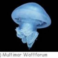 Aquarium Multimar Wattforum ü Aquarium im Multimar Wattforum