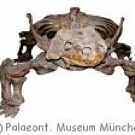 Palaeontologisches Museum Palaeontologisches Museum