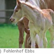 Fohlenhof Ebbs Fohlenhof Ebbs