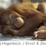 Tierpark Hagenbeck in Hamburg Tierpark Hagenbeck in Hamburg