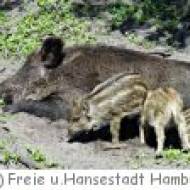 Wildgehege Bergedorfer Gehölz  in Hamburg