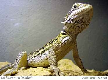 Exotarium Oberhof