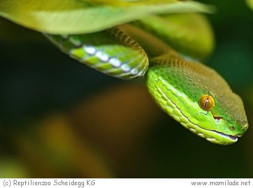 Reptilienzoo Scheidegg