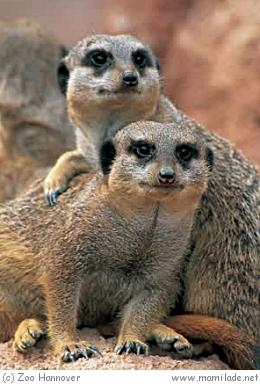 Zoo Hannover