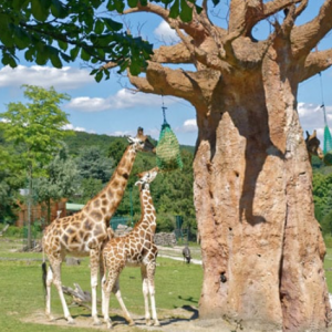 Afrika Savanne im Opel-Zoo